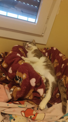 Adoption Greta