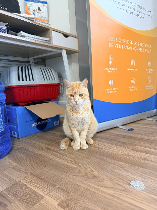 Adopter Rubio