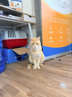 Adopter  chat : Rubio
