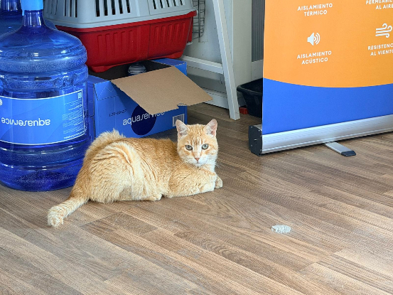 Adopter Rubio