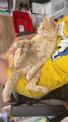 Adopter Rubio