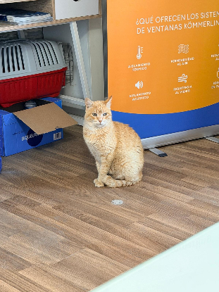 Adoption Rubio