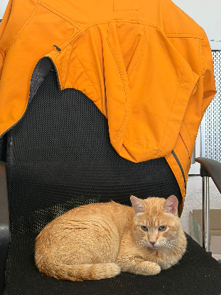 Adoption Rubio