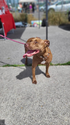Adopter Brooklyn