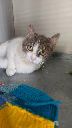 Adopter Orphée