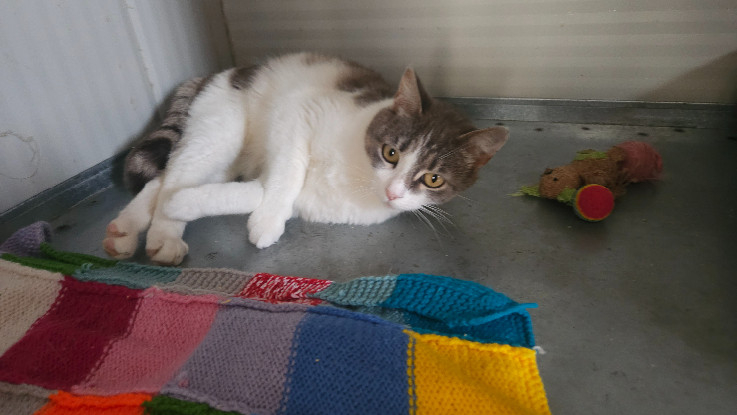 Adopter Orphée