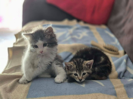 Adopter Biscuit et bambou
