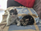 Biscuit et bambou