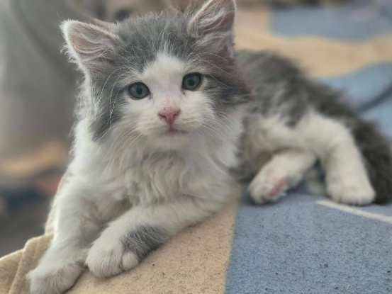Adopter Biscuit et bambou