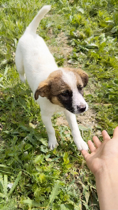 Adopter Loukoum