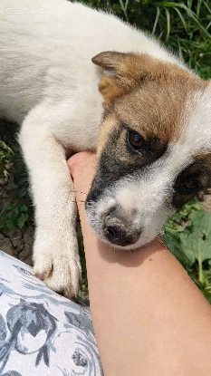 Adopter Loukoum