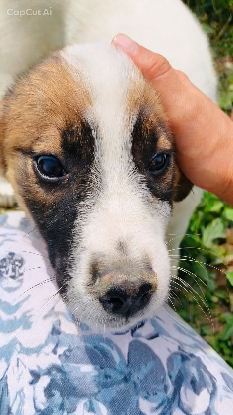 Adoption Loukoum