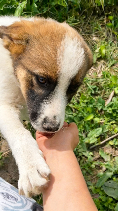 Adoption Loukoum