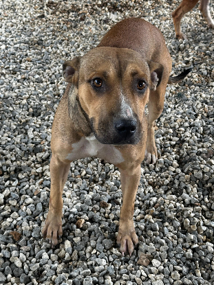 Adopter Cancun