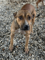 Adopter  chien : Cancun