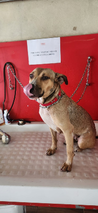 Adopter Cancun