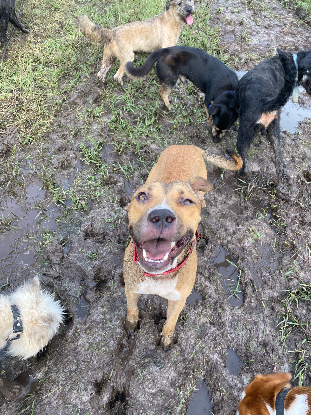 Adopter Cancun