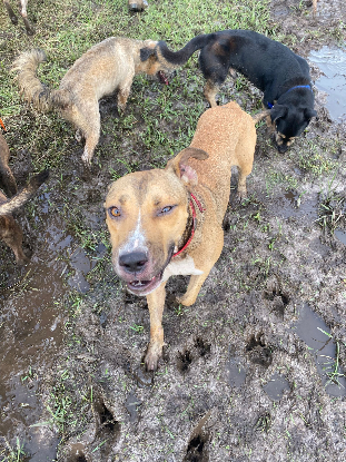 Adoption Cancun