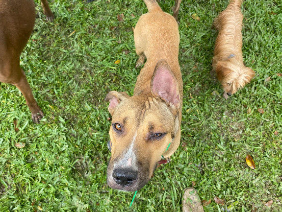Adoption Cancun