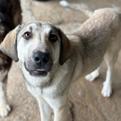 Adopter Ari