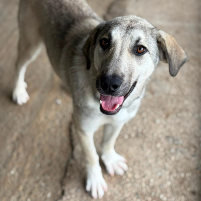 Adopter Ari