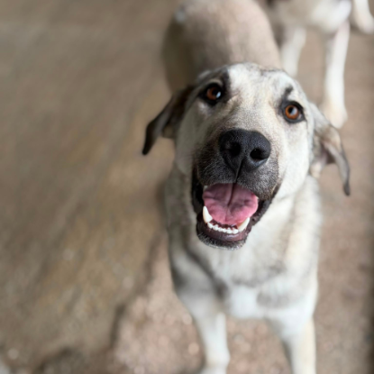 Adoption Ari