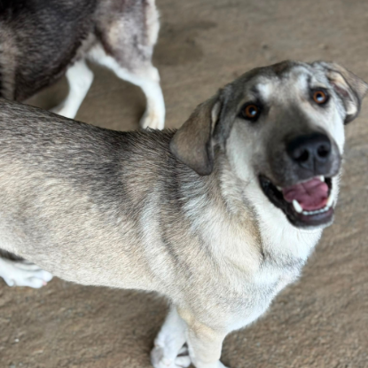 Adoption Ari