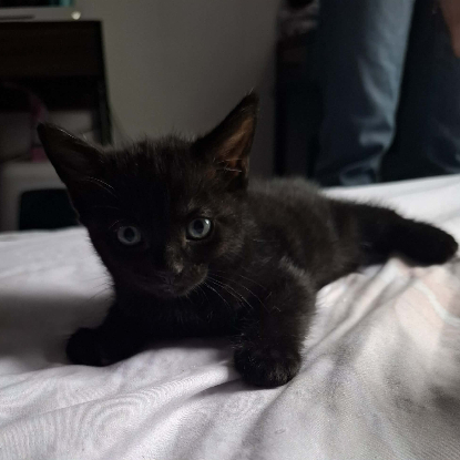 Adopter Baloo