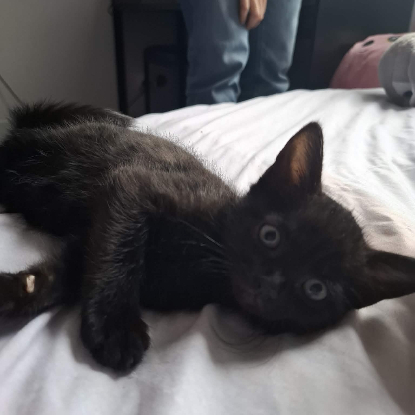 Adopter Baloo