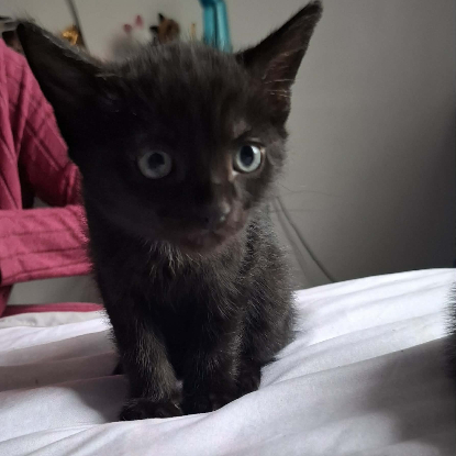 Adoption Baloo