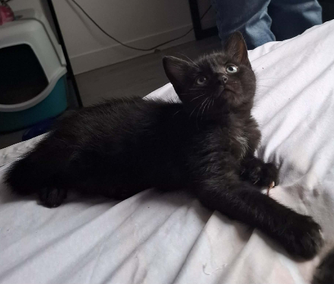 Adoption Baloo
