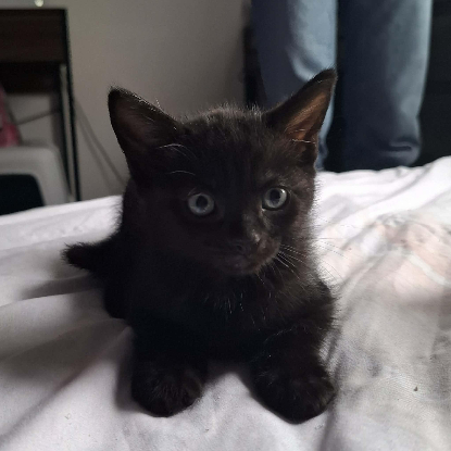 Adopter Baloo