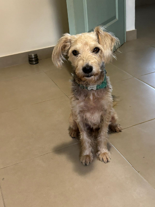 Adopter Happy