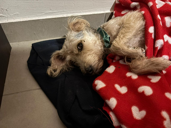 Adopter Happy
