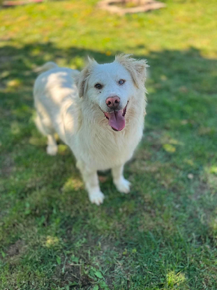 Adopter Eira