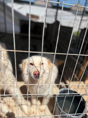 Adopter Eira