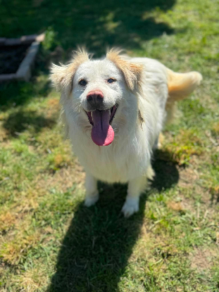 Adoption Eira