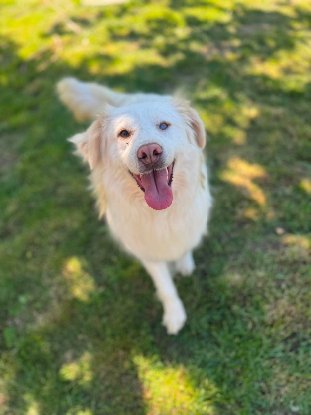 Adopter Eira