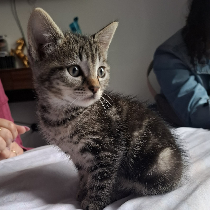 Adoption Bunny