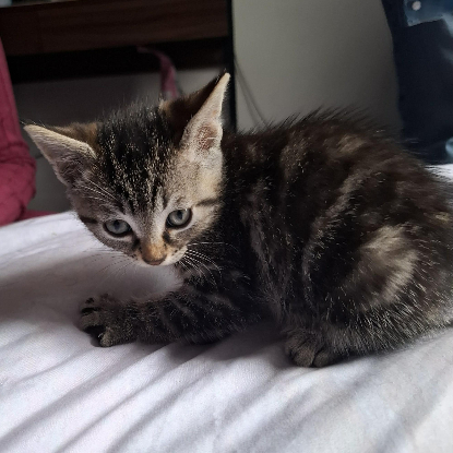 Adoption Bunny