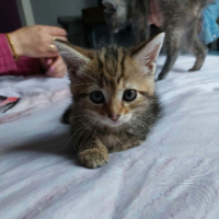 Adopter  chat : Baya