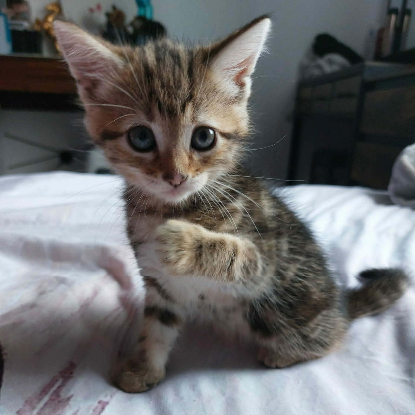 Adopter Baya