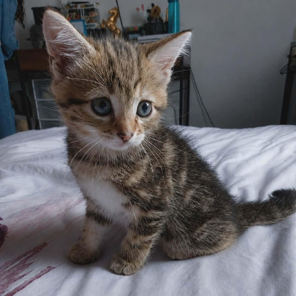Adopter Baya