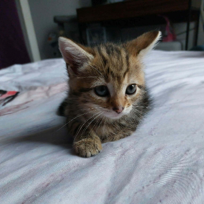 Adoption Baya
