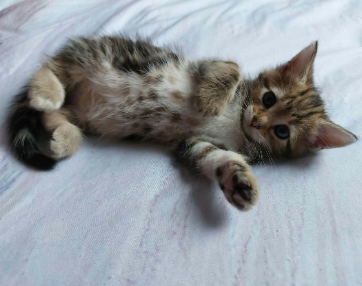 Adoption Baya