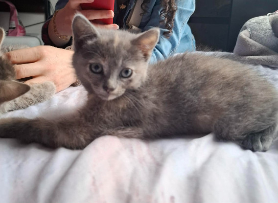 Adopter Belyna