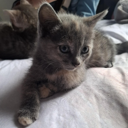 Adopter Belyna