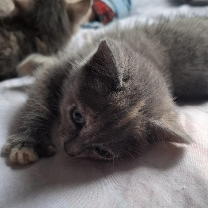 Adopter Belyna