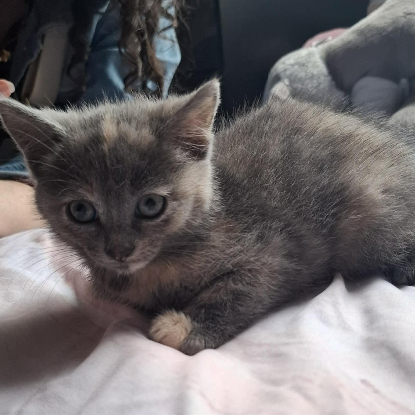 Adoption Belyna