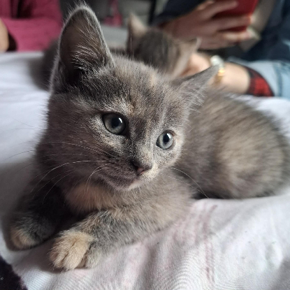 Adoption Belyna